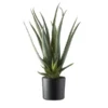 Aloe getopft