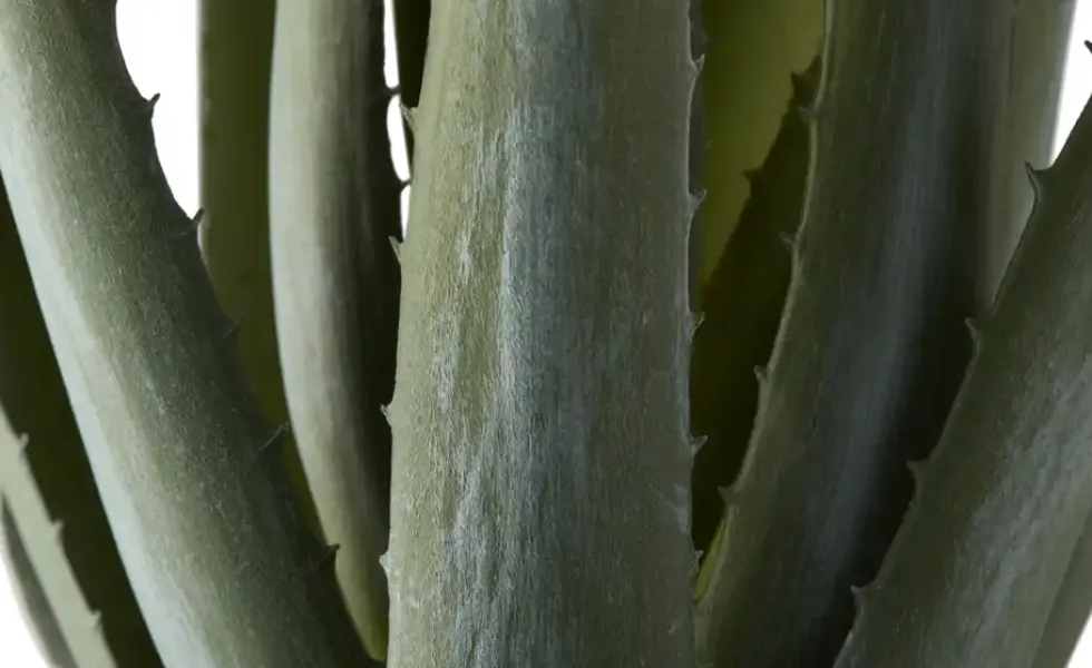 Aloe getopft
