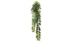 Columnea Ranke