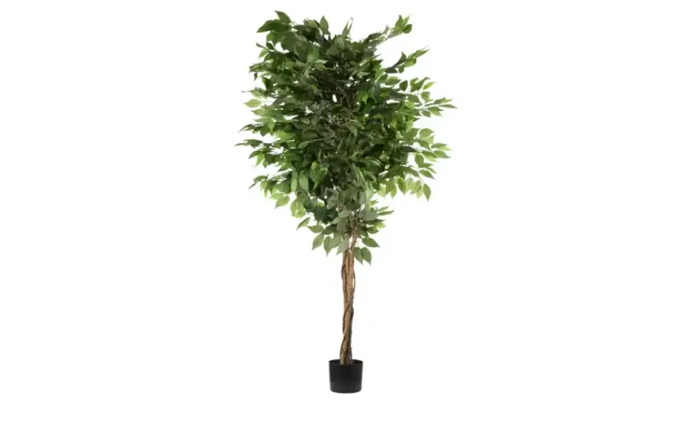 Ficus Benjamini getopft