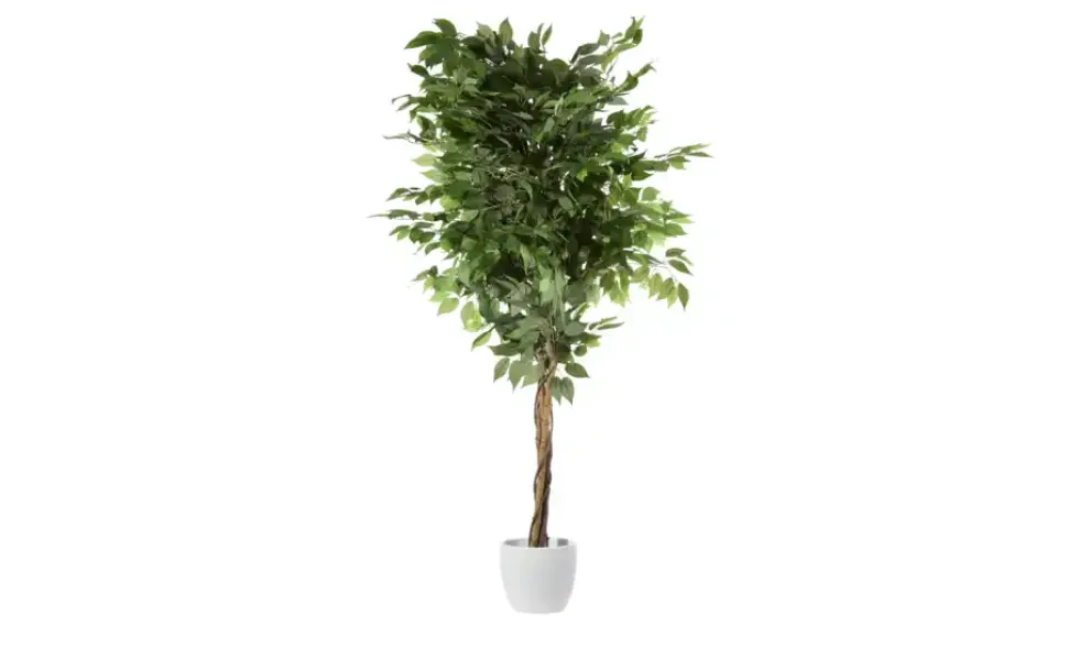 Ficus Benjamini getopft