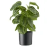 Maranta getopft