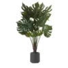 Philodendron getopft