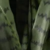 Sansevieria getopft
