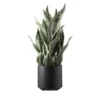 Sansevieria getopft