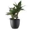 Sansevieria getopft