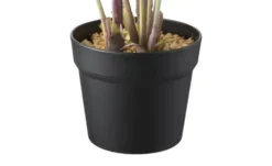 Strelitzia getopft
