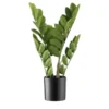 Zamifolia getopft