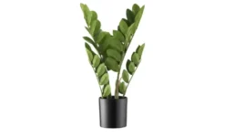 Zamifolia getopft