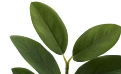 Zamifolia getopft